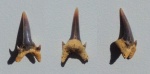 Зуб из сеноманских песков.