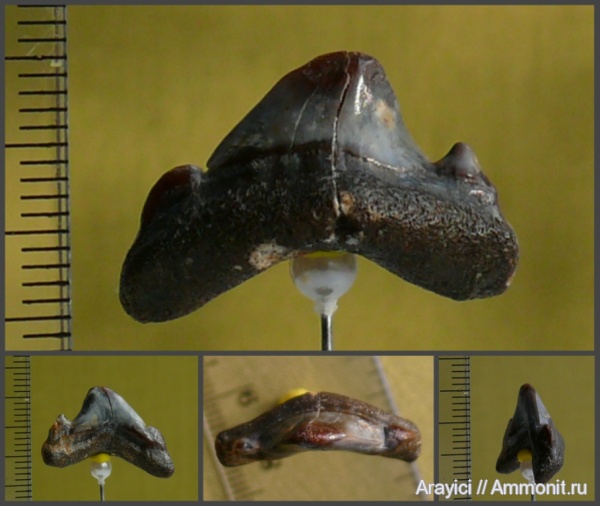 палеоген, Украина, зубы акул, Chondrichthyes, Jaekelotodus, Selachimorpha, Lamniformes, Odontaspididae, fish, teeth