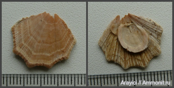 двустворчатые моллюски, Украина, Neithea, bivalvia, mollusca, Upper Cretaceous