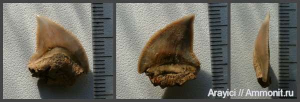 Украина, Squalicorax, Lamniformes, Anacoracidae, Squalicorax kaupi, Upper Cretaceous, shark teeth