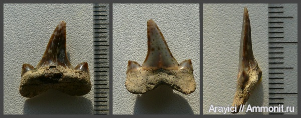 акулы, Украина, Cretalamna, Chondrichthyes, Elasmobranchii, Lamniformes, Upper Cretaceous, shark teeth, Cretolamna borealis