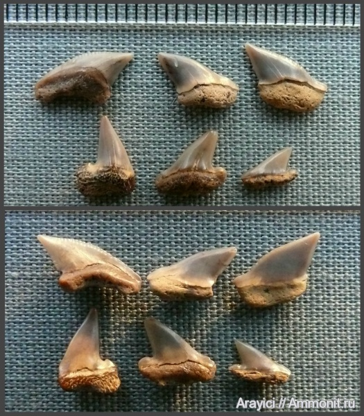 Украина, Squalicorax, Pseudocorax, Lamniformes, Anacoracidae, Upper Cretaceous, shark teeth, Pseudocorax leavis