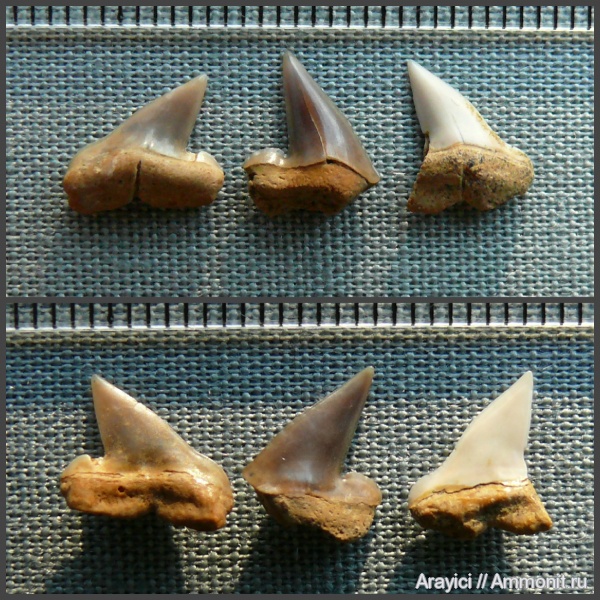 Украина, Pseudocorax, Lamniformes, Anacoracidae, Upper Cretaceous, shark teeth, Pseudocoracidae