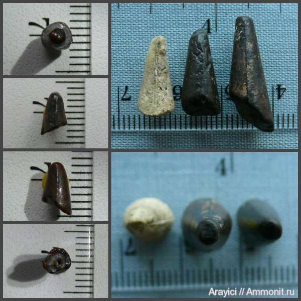 Украина, зубы рыб, Belemnitida, cephalopoda, mollusca, Upper Cretaceous