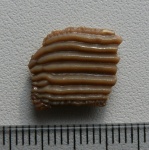 Фрагмент коронки зуба Ptychodus sp.