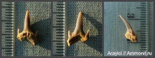 Украина, Lamniformes, Upper Cretaceous, shark teeth