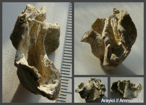 Украина, Porifera, Ventriculitidae, hexactinellida, Upper Cretaceous