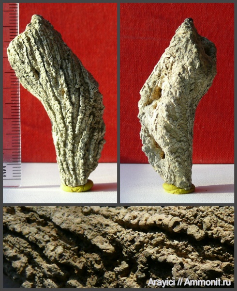 Украина, Porifera, Upper Cretaceous