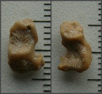 Верхушка склерактиаморфного коралла.