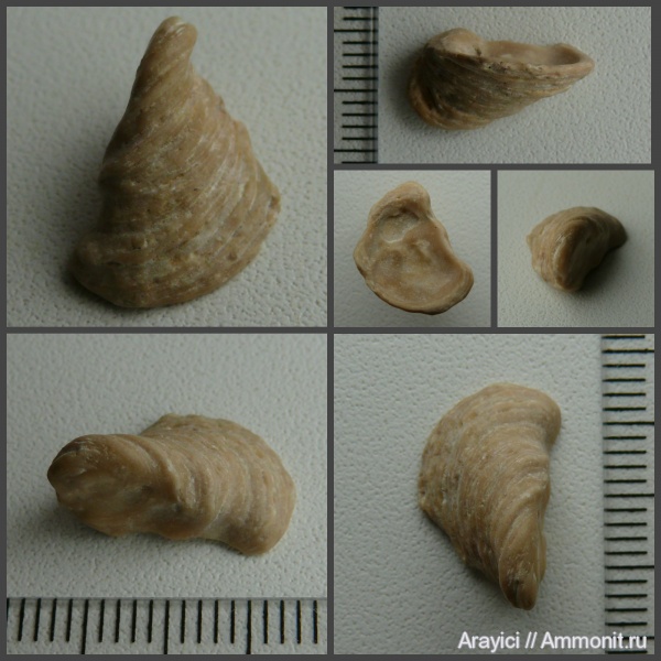 Украина, bivalvia, mollusca, Coniacian, Upper Cretaceous