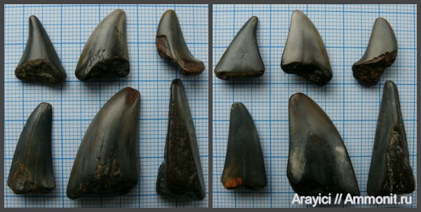 палеоген, Украина, зубы акул, Chondrichthyes, Selachimorpha, Lamniformes