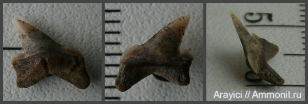 Украина, зубы акул, Pseudocorax, Lamniformes, Anacoracidae, Upper Cretaceous, shark teeth, Pseudocorax leavis, Pseudocoracidae