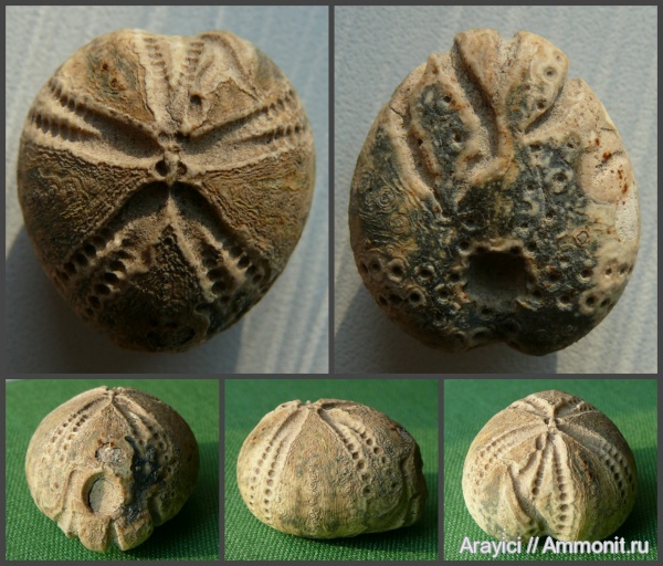 морские ежи, Украина, Echinoidea, неправильные морские ежи, Turonian, Upper Cretaceous, Perischoechinoidea