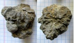Титонский коралл Rhipidogyra sp. с обрастателями