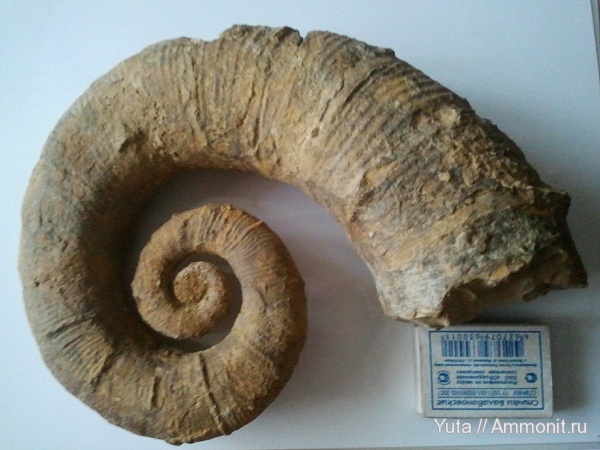 аммониты, Крым, Crioceratites