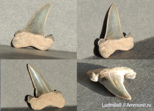 Свердловская область, зубы акул, Дерней, Striatolamia Macrota (боковой)