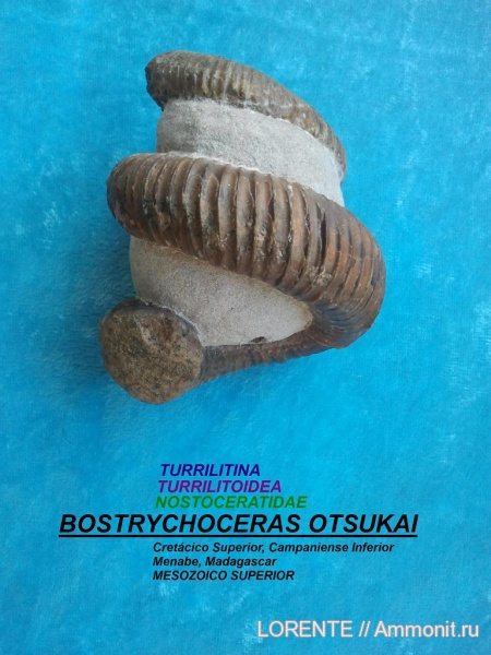 Bostrychoceras, Turrilitina, Turrilitoidea, Nostoceratidae
