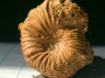 аммонит Spitidiscus sp.