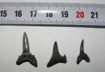 Зубы акулы Striatolamia macrota