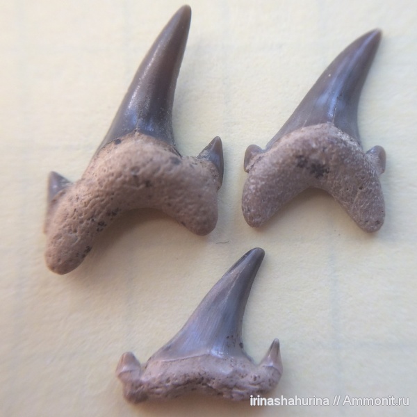 мел, Eostriatolamia, сеноман, Archaeolamna, Шацк, Малый Пролом, Cenomanian, shark teeth, sharks