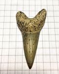 Один из передних зубов Cretoxyrhina denticulata