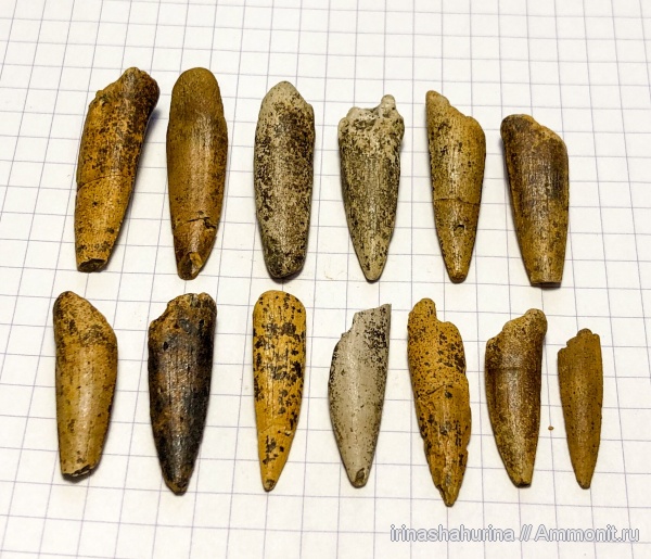 мел, сеноман, Protosphyraena, Ichthyodectiformes, Шацк, Малый Пролом