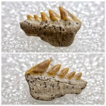 Зуб с корнем: Gladioserratus или Hexanchus?