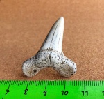 Очень крупный боковой зуб Cretoxyrhina denticulata
