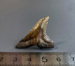 Красавец-зуб Hemipristis