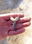 Зуб ископаемой акулы Striatolamia macrota