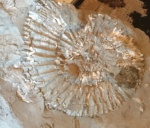 Отпечаток аммонита в глине