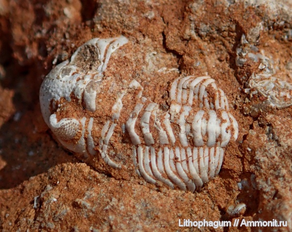 Трилобиты (Arthropoda: Trilobita)