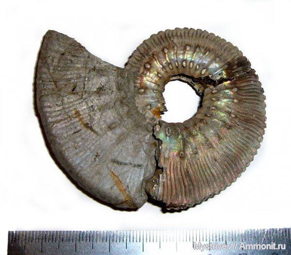 аммониты, Kosmoceras, жилая камера, Ammonites