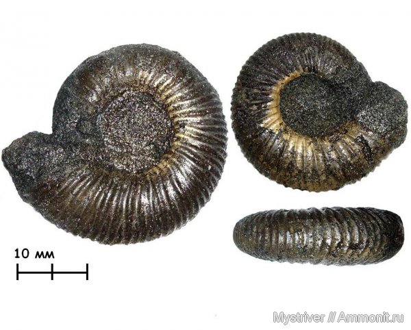 аммониты, Еганово, Epivirgatites, Epivirgatites bipliciformis, зона Epivirgatites nikitini, Ammonites, Epilaugeites, Epilaugeites vogulicus