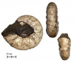 Макроконх Kachpurites tenuicostatum