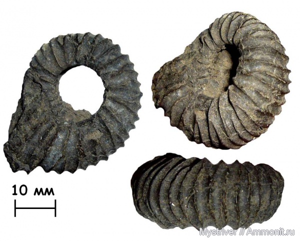 аммониты, Коломенское, Pavlovia, Dorsoplanites panderi, Pavlovia menneri, Ammonites
