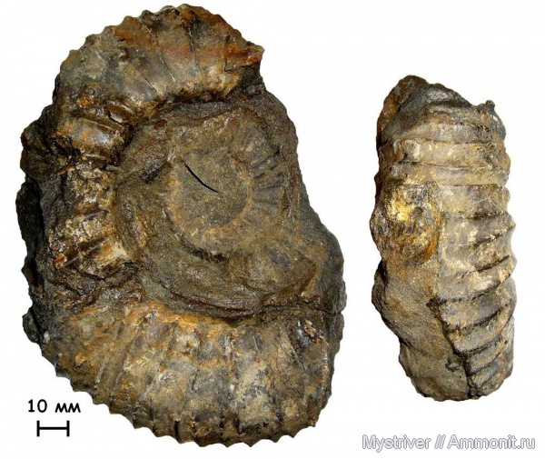 аммониты, Zaraiskites, Капотня, зона Dorsoplanites panderi, волжский век, Ammonites, Zaraiskites contradictionis, Virgatitidae, Volgian