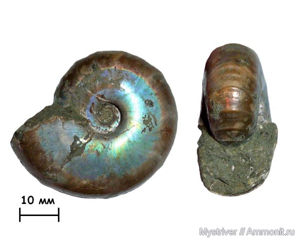 аммониты, Мадагаскар, Desmoceras, Ammonites, Desmoceratidae, Desmoceratinae