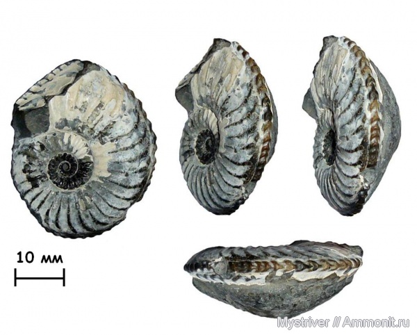 аммониты, юра, Германия, плинсбах, Pleuroceras, Ammonites, Баттенхайм, Pliensbachian, Jurassic