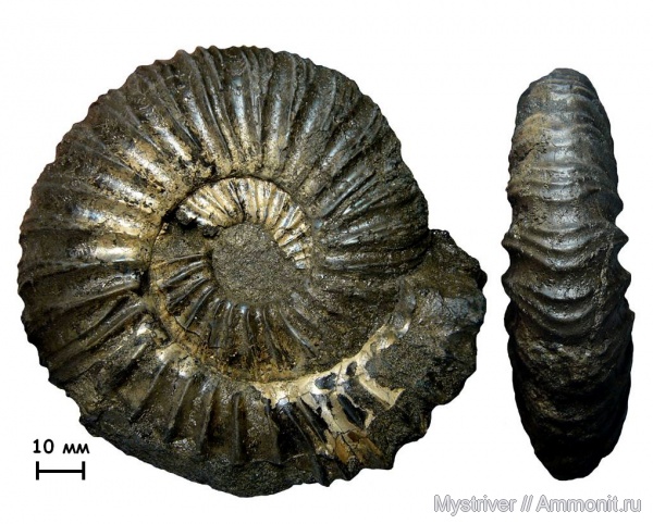 аммониты, Virgatites, Еганово, Ammonites, РГОК, Virgatitidae, Virgatites rarecostatus