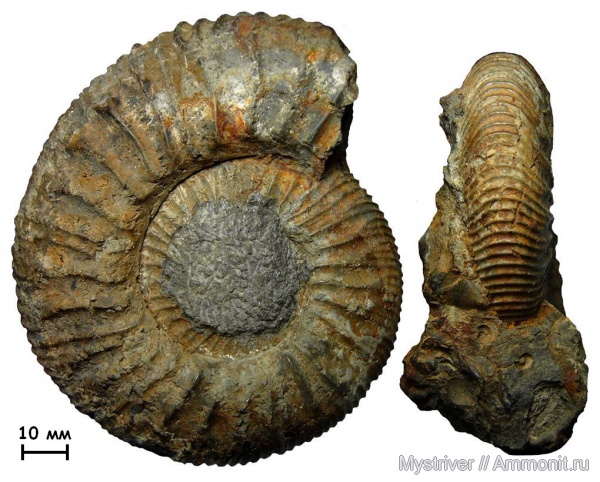 аммониты, Zaraiskites, Капотня, Zaraiskites scythicus, зона Dorsoplanites panderi, волжский век, Ammonites, Virgatitidae, Volgian