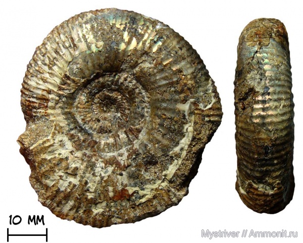 аммониты, юра, волжский ярус, Ammonites, Epilaugeites, Epilaugeites vogulicus, Volgian, Jurassic
