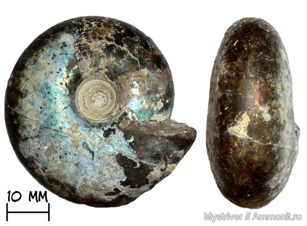 аммониты, Craspedites, Кашпир, волжский век, Ammonites, Craspedites kaschpuricus, Mosquites, Mosquites kaschpuricus