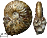 Аммонит Schloenbachia varians (Sowerby, 1817)