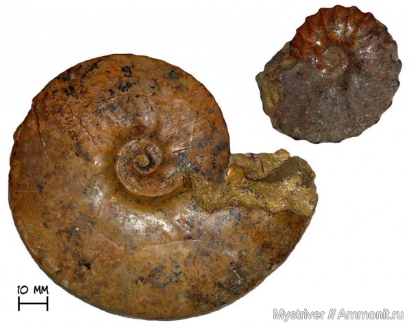аммониты, мел, Казахстан, Dimorphoplites, Ammonites, Cretaceous