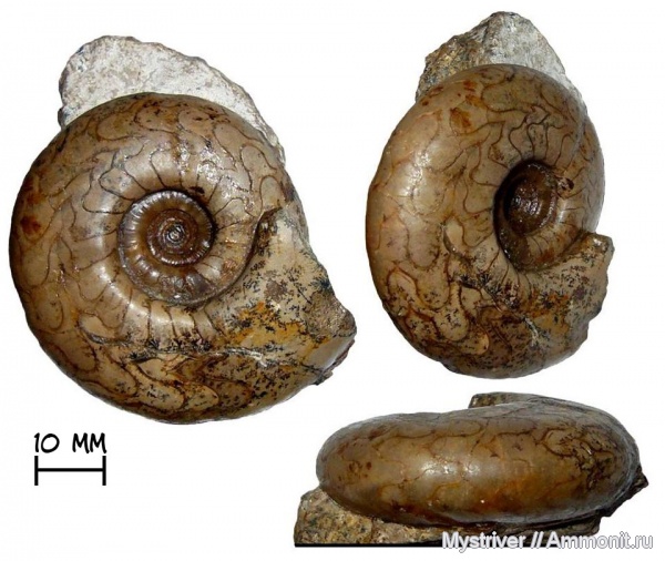 аммониты, пермь, Казахстан, Uraloceras, артинский ярус, Ammonites, Uraloceras involutum, Paragastrioceratidae