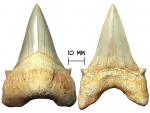 Зуб акулы Otodus obliquus (Agassiz, 1843)