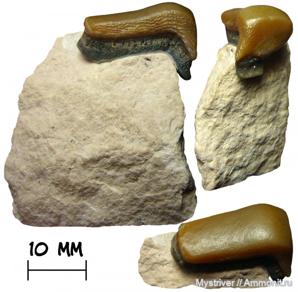 карбон, рыбы, Lagarodus, Psammodontiformes, Lagarodus specularis, Lagarodus angustus