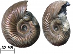 Аммонит Quenstedtoceras с прижизненным обрастанием двустворкой Placunopsis