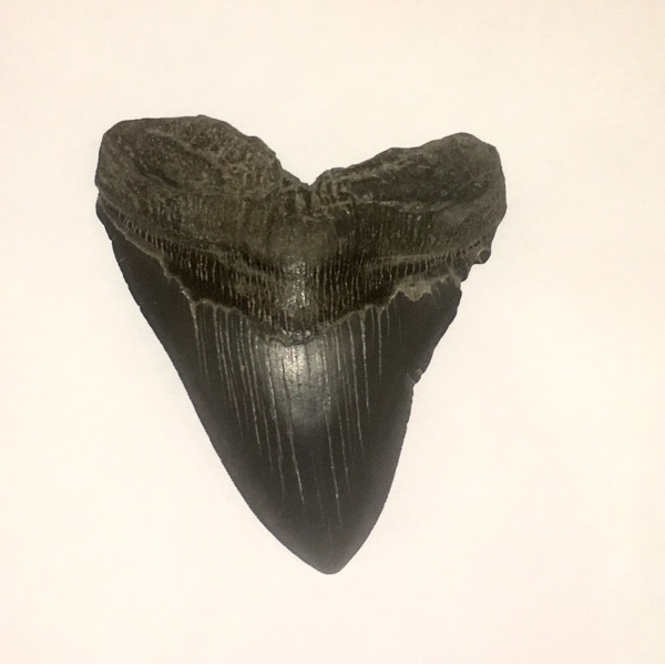окаменелости, США, зубы, мегалодон, Megalodon, Carcharocles
